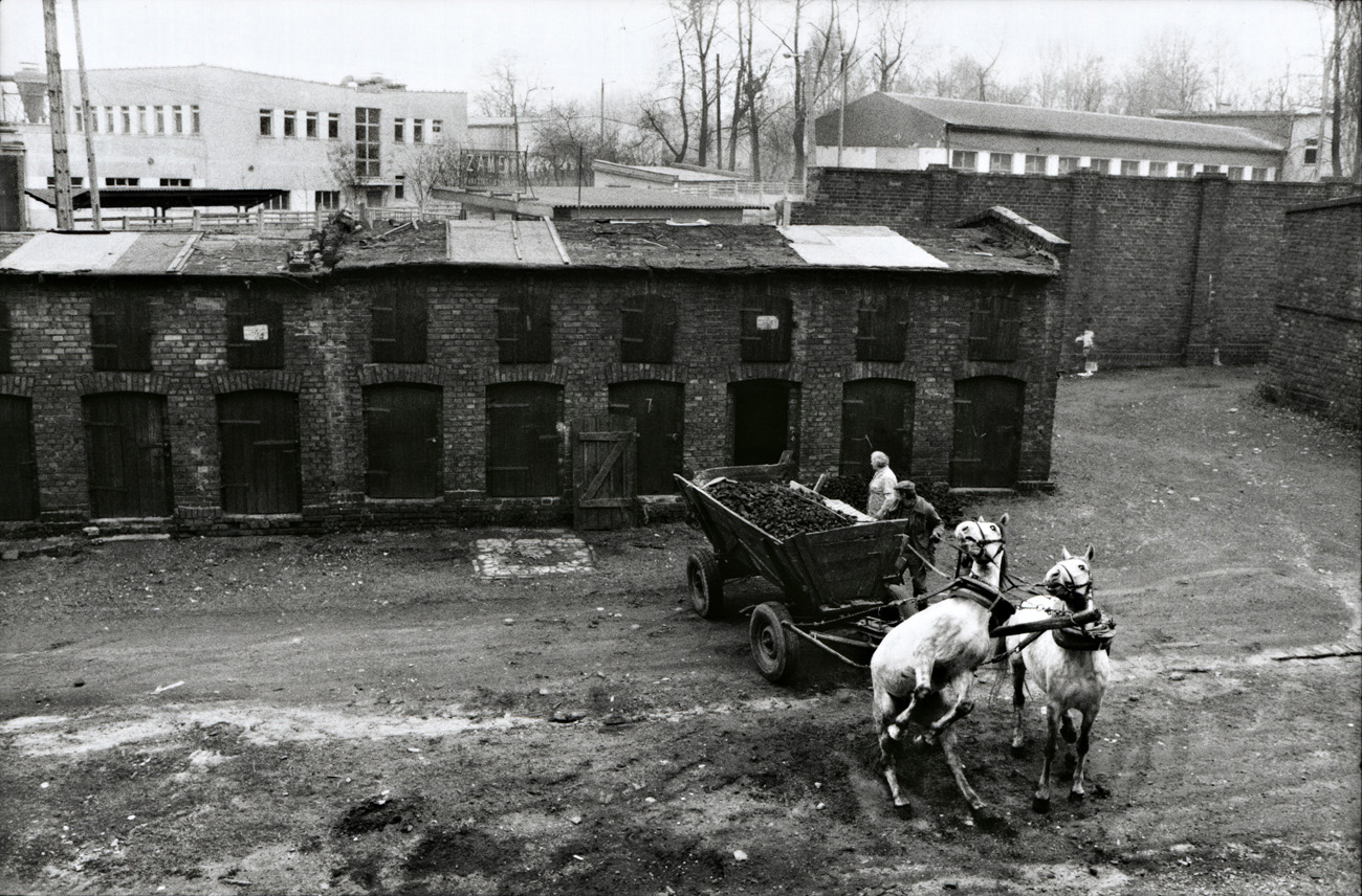 Konie Ruda Slaska ©Joanna Helander