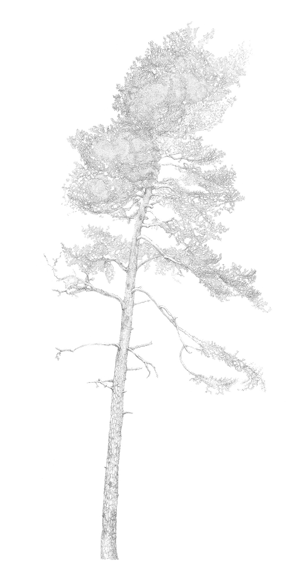 Marie Holmgren - Arboretum