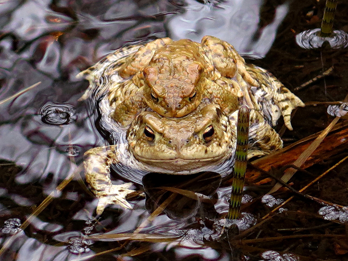 Svante Lindekrantz ”Bedlam” fotografi 2016