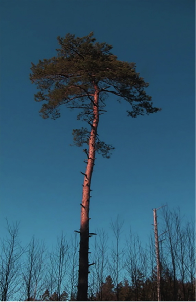 Lena Danielsson Wulcan, Stillbilder från film, 2019

