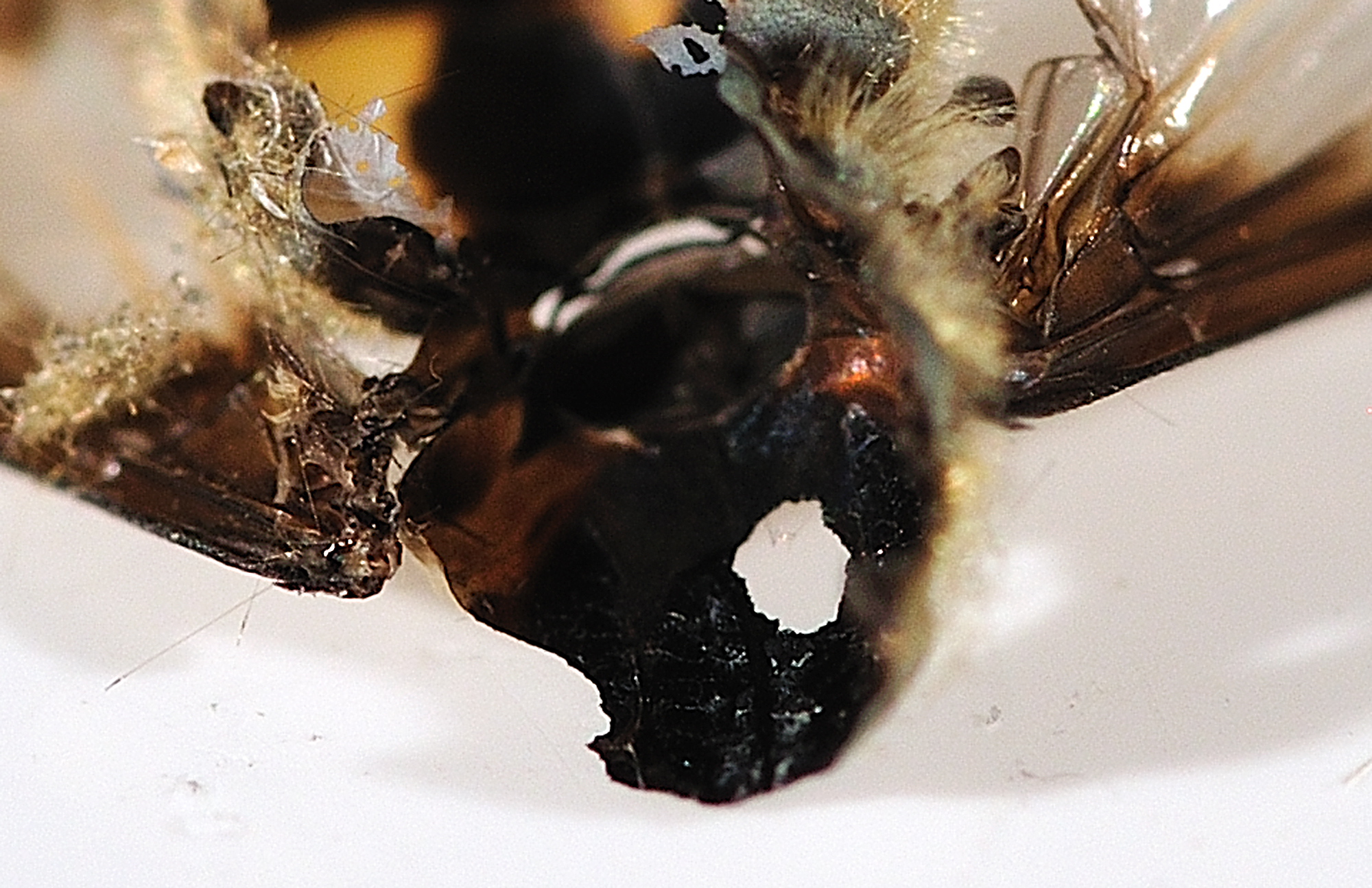 Maria Koolen Hellmin, Mortal Remains - Shine On