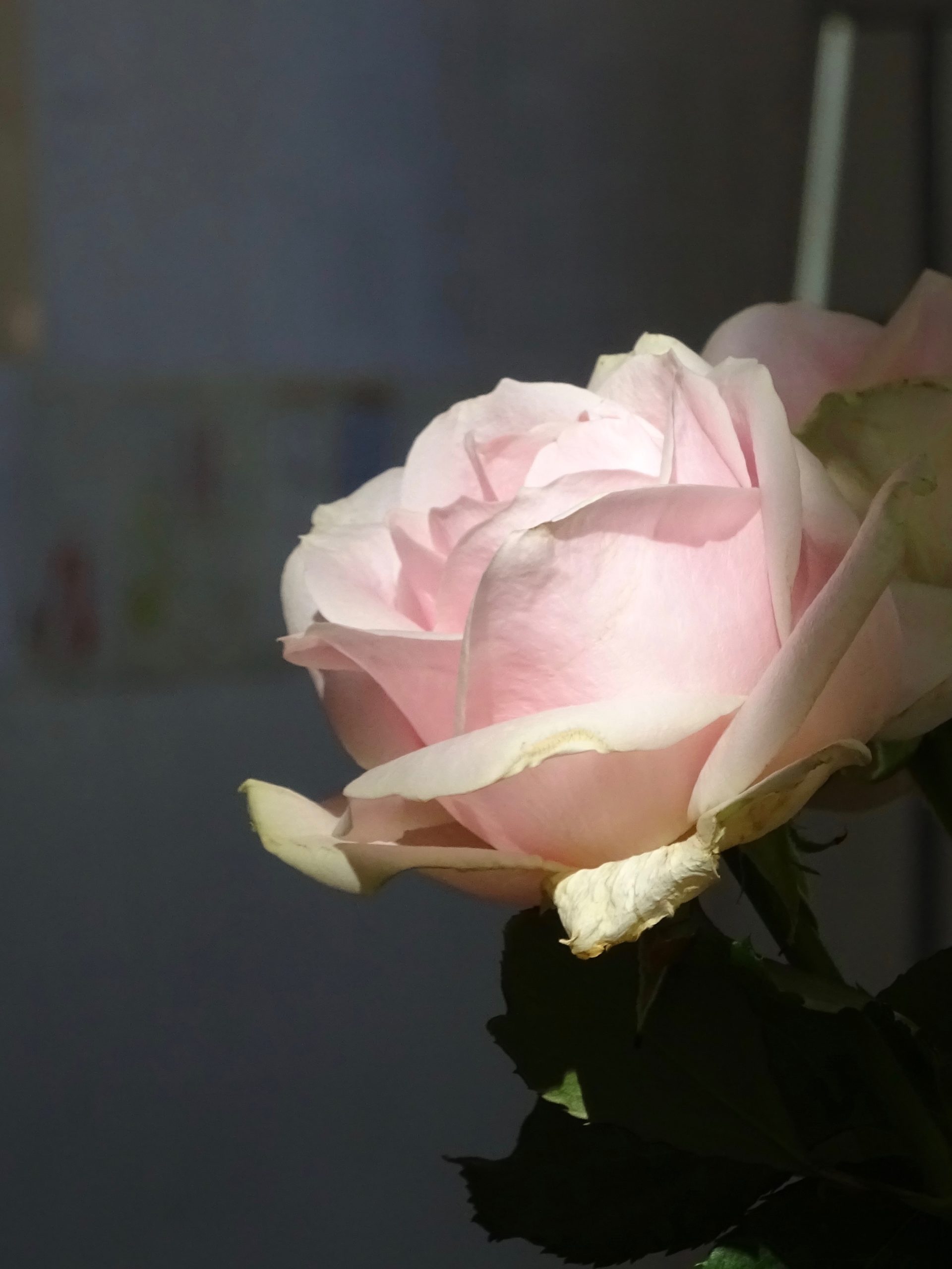 Artist Existence Visibility Voice (wall detail with Sweet Avalanche rose)