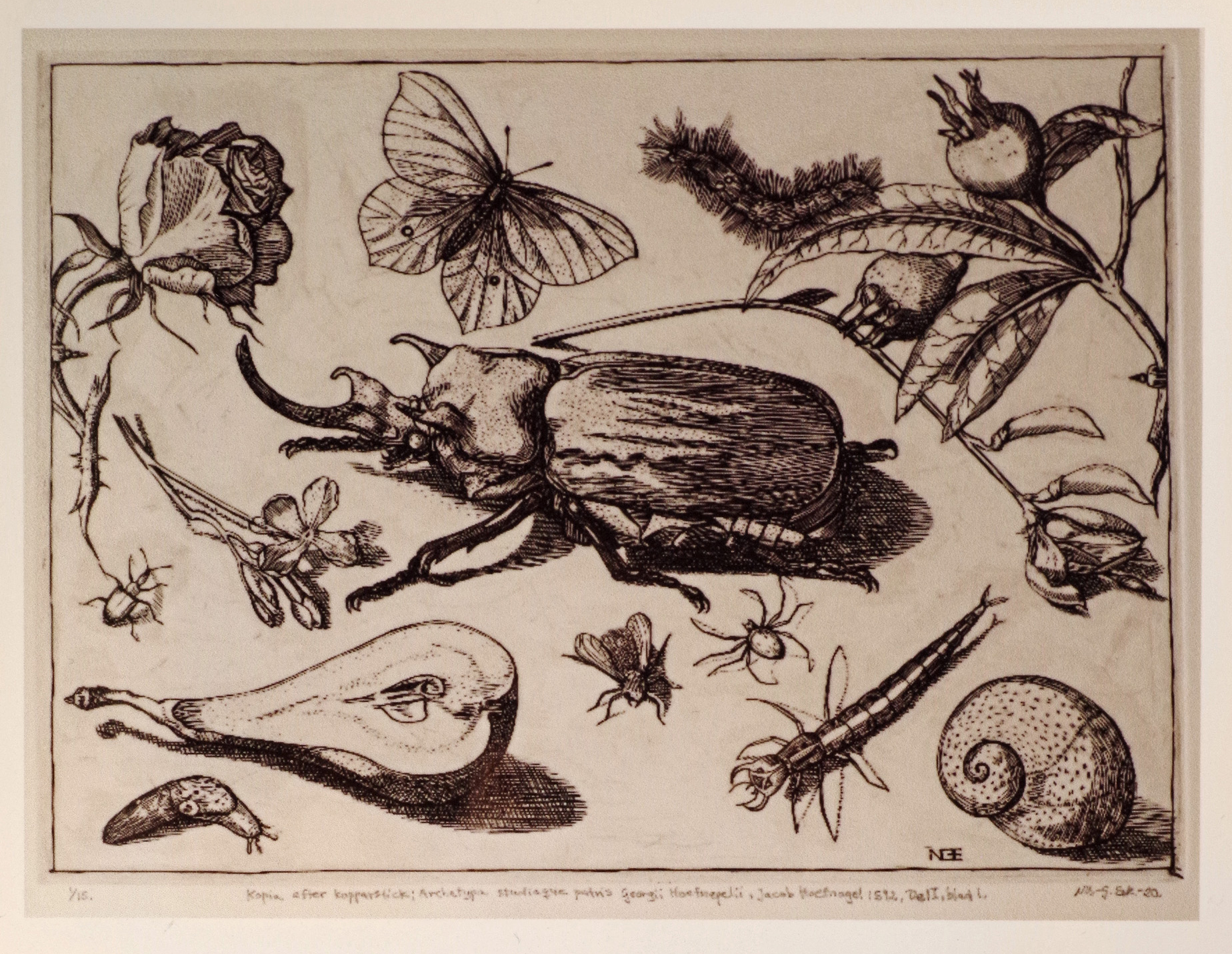 Nils-Gunnar Eek, kopia efter kopparstick ”Archetypa studiaque patris Georgii Hoefnagelii”, Jacob Hoefnagel, 1592.