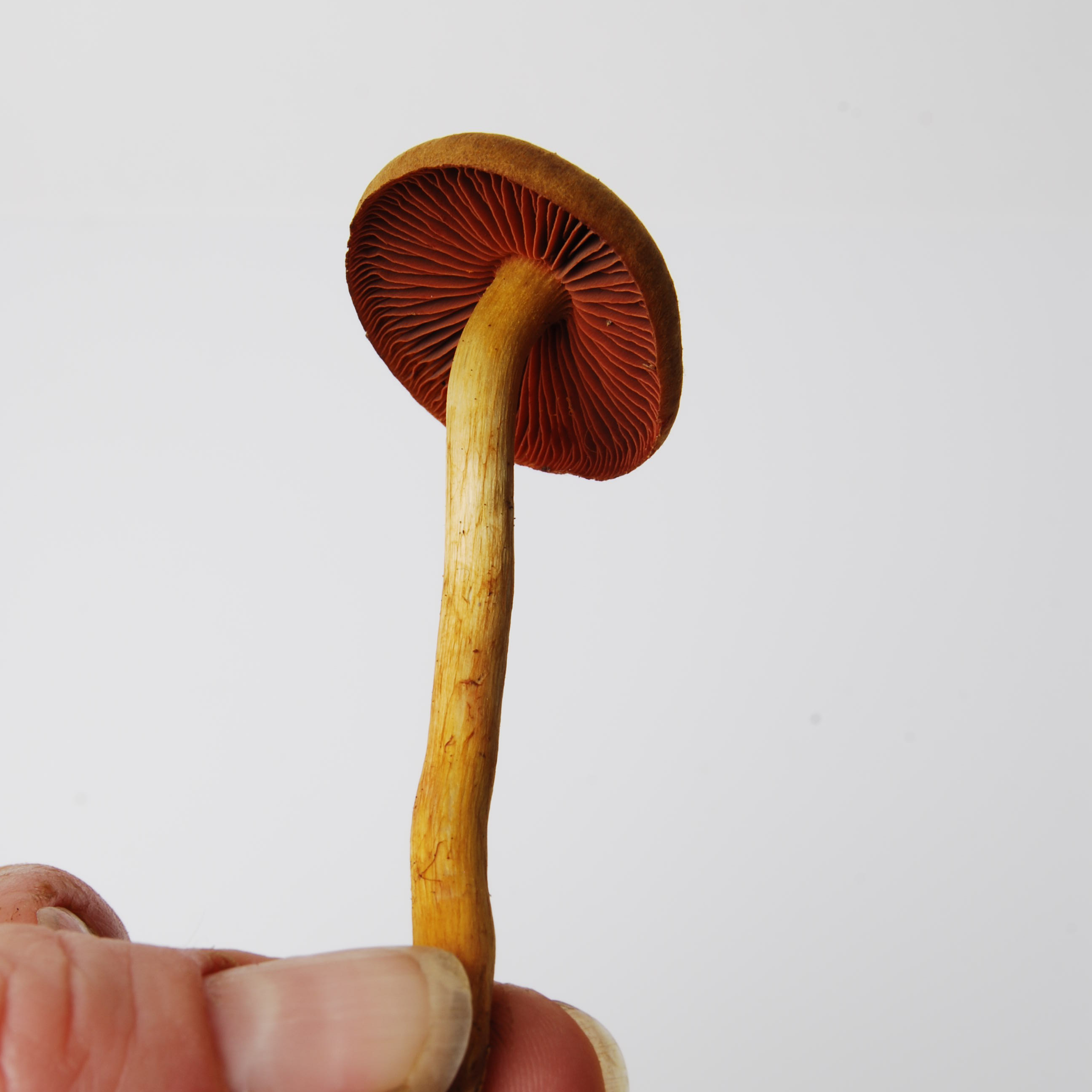 Eva Zethraeus och Anna Bauer, Färga garn och sticka - Cortinariusseminsang