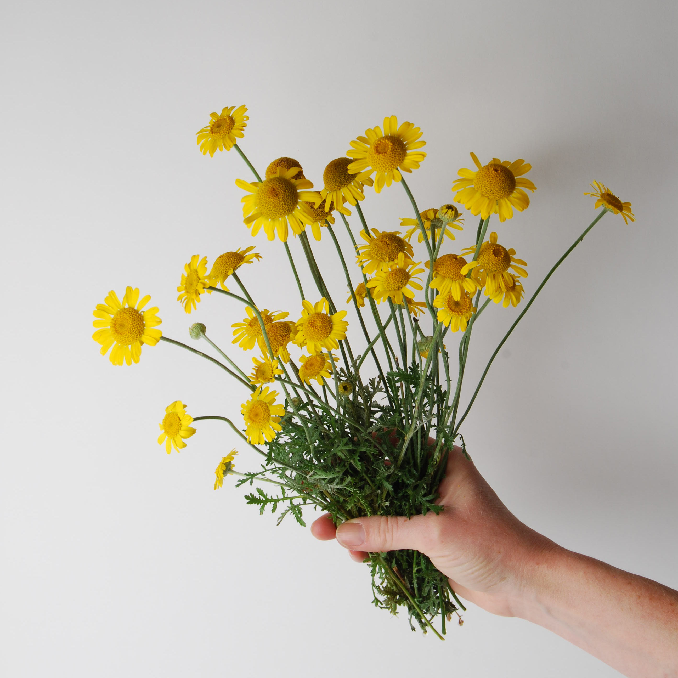 Eva Zethraeus och Anna Bauer, Färga garn och sticka - Färgkulla