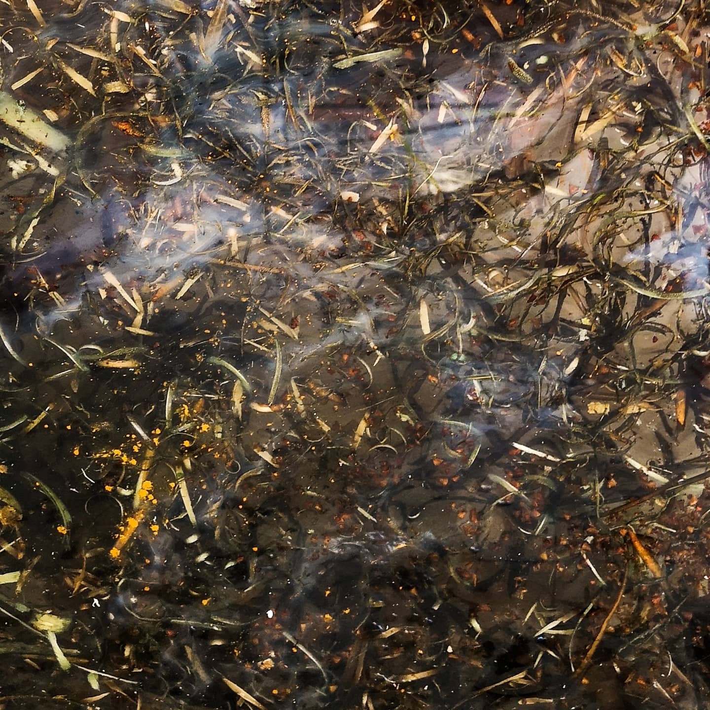 Foto, Kristina Lindberg