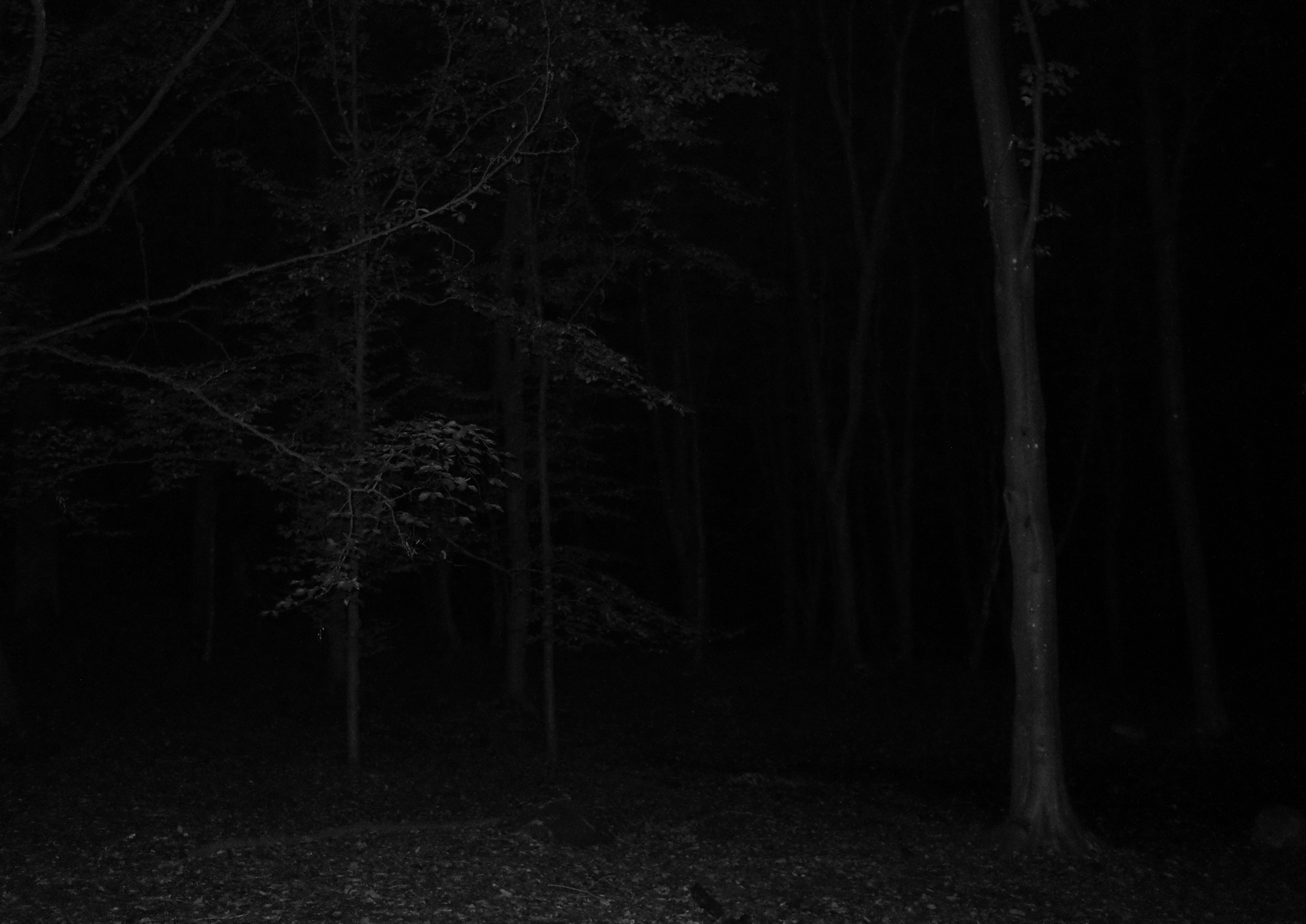 Camille Bonneau, The Anatomy of Guilt