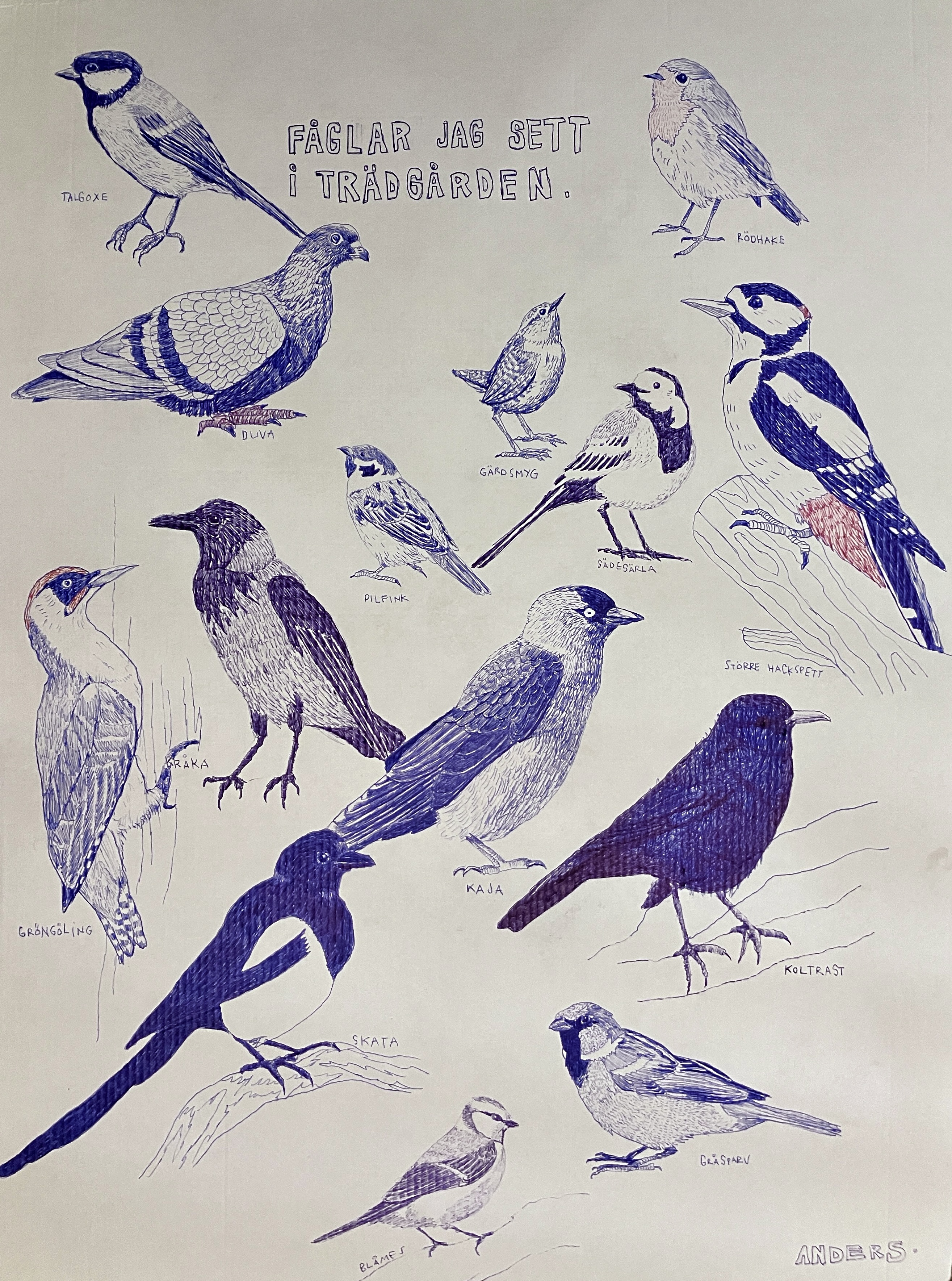 Anders Tolergård - Fåglar jag sett i trädgården. 2021-2022