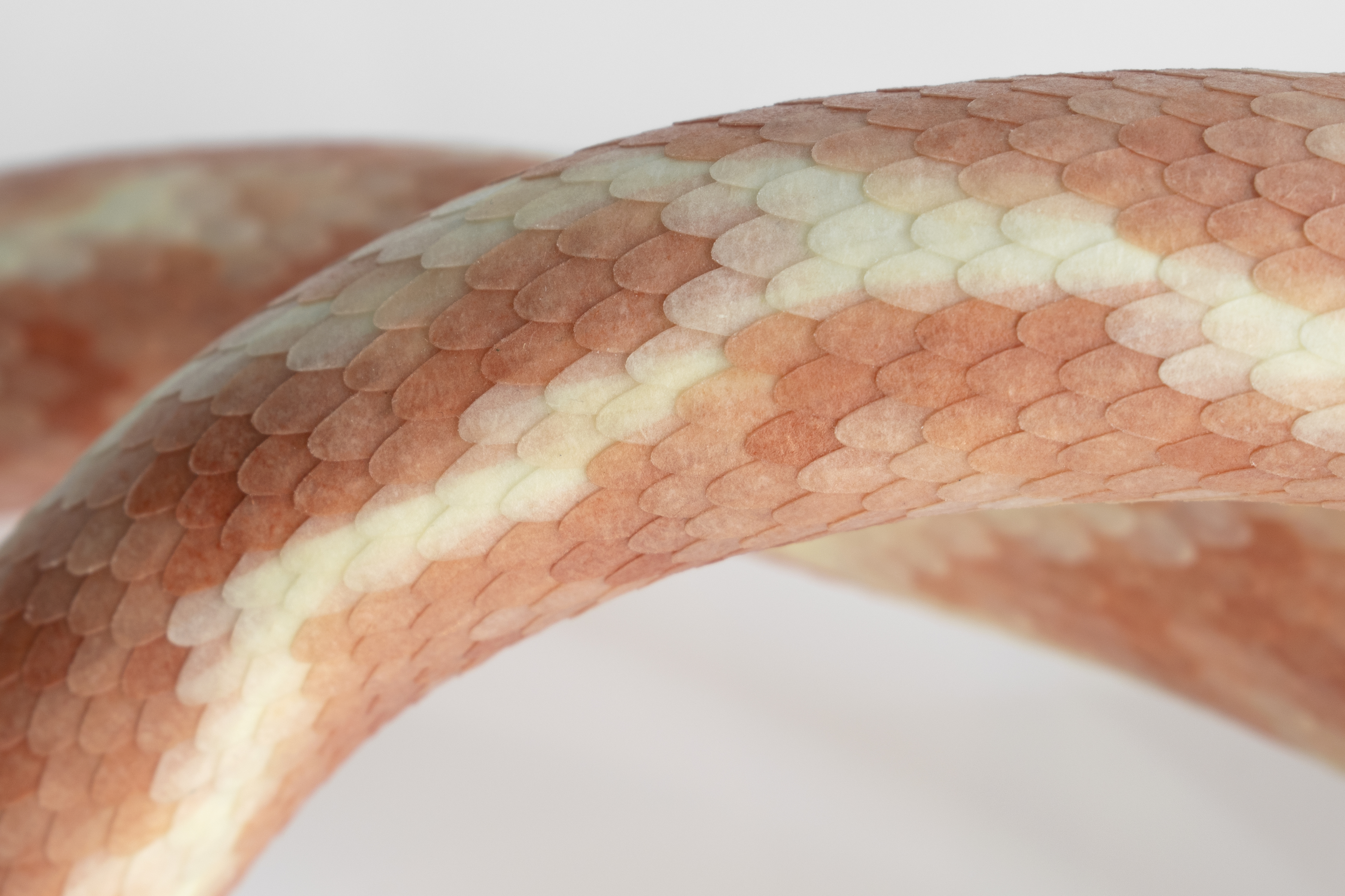 Erik Öberg, Geometric distress I (detalj), 2022