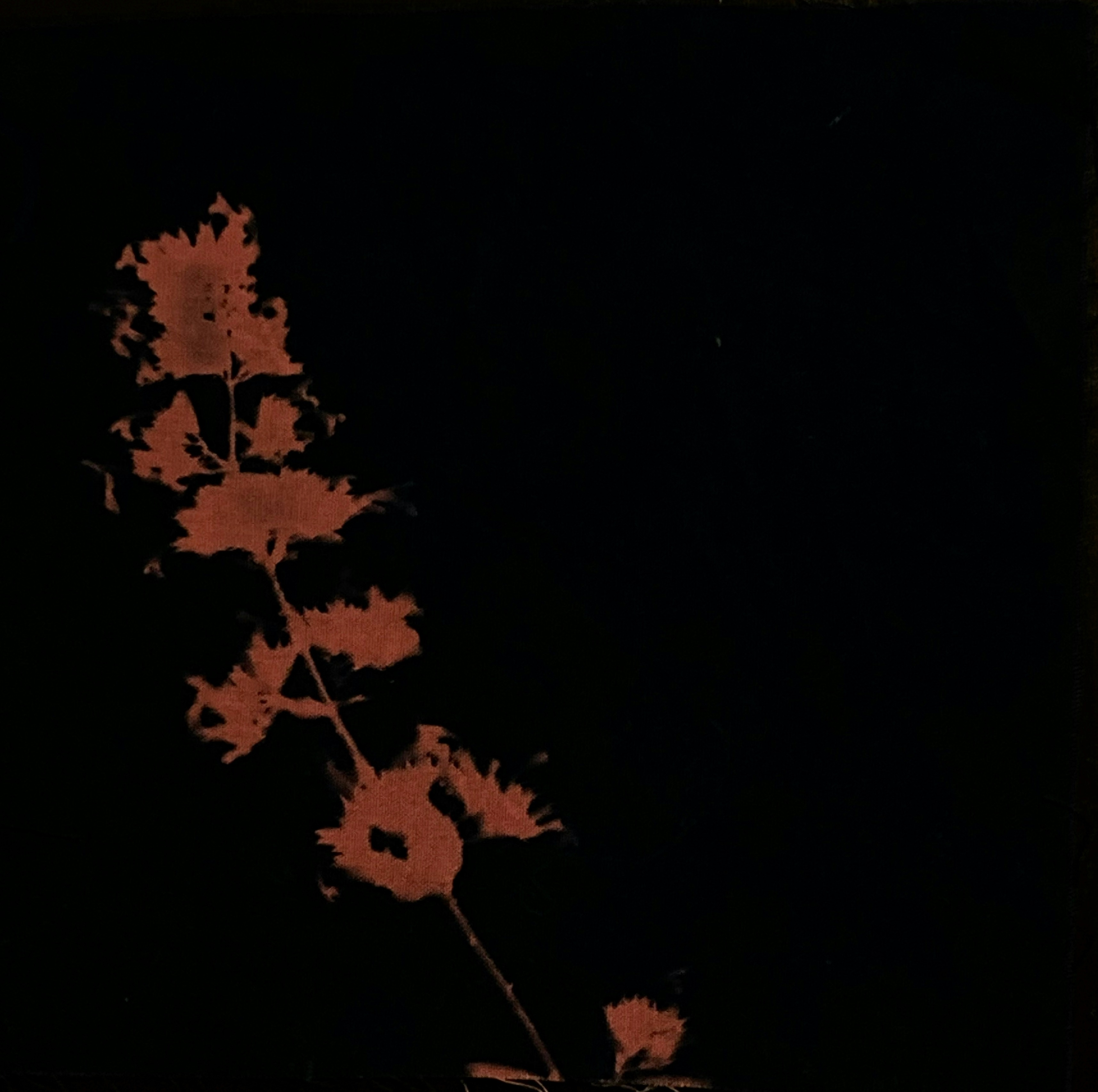 Lisa Marr, Cat Mint, Cyanotype Cloth, 2022