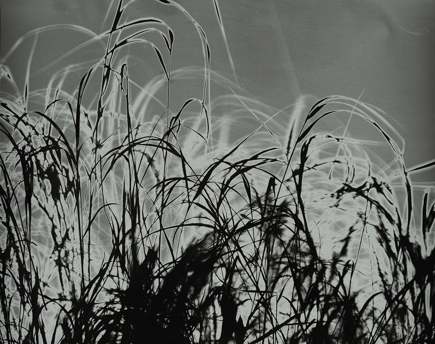 Gräs, fotogram på analogt svartvitt fotopapper, 60x48 cm