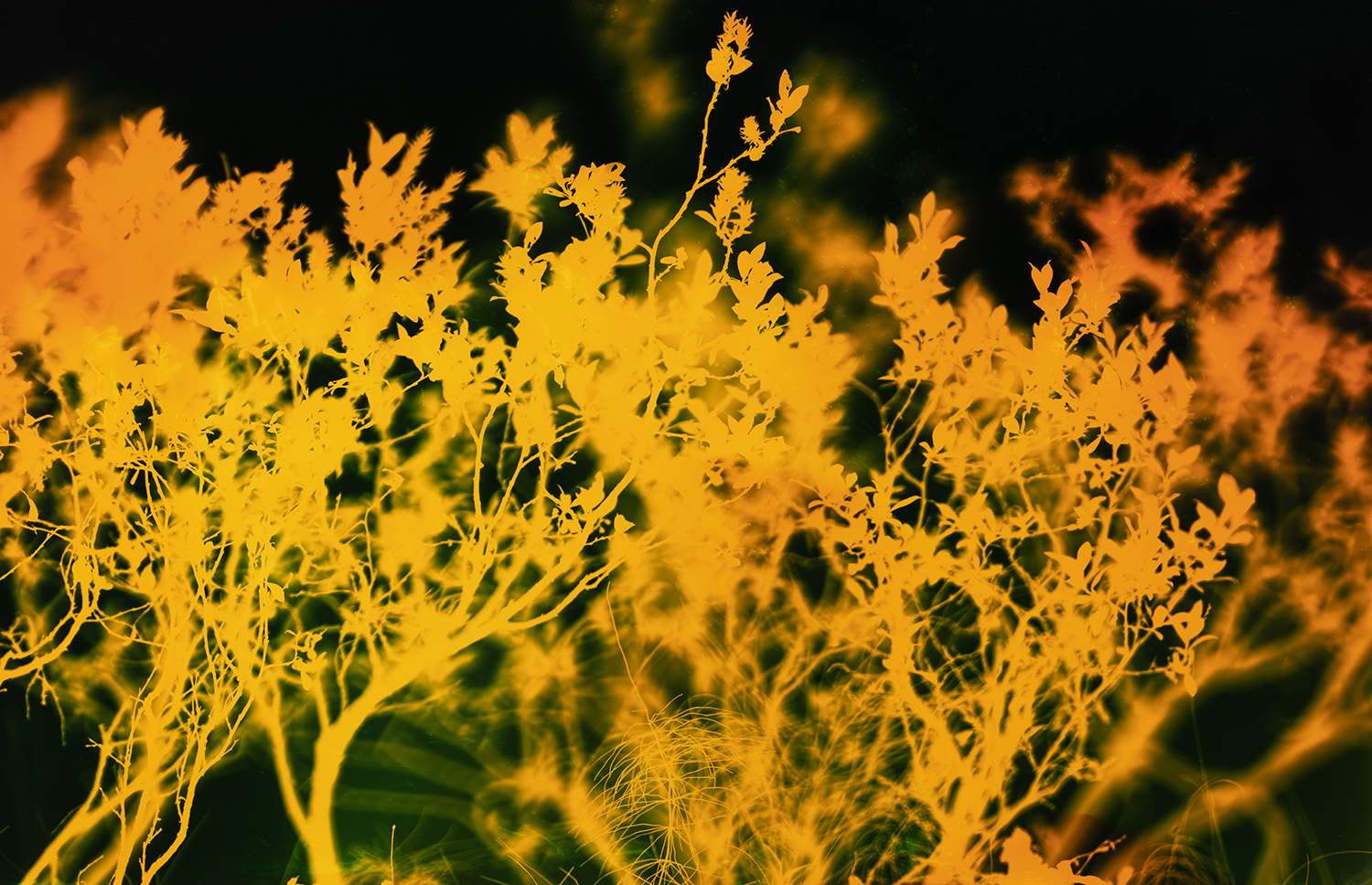 Lappvide, fotogram på analogt fotopapper, 110x71 cm