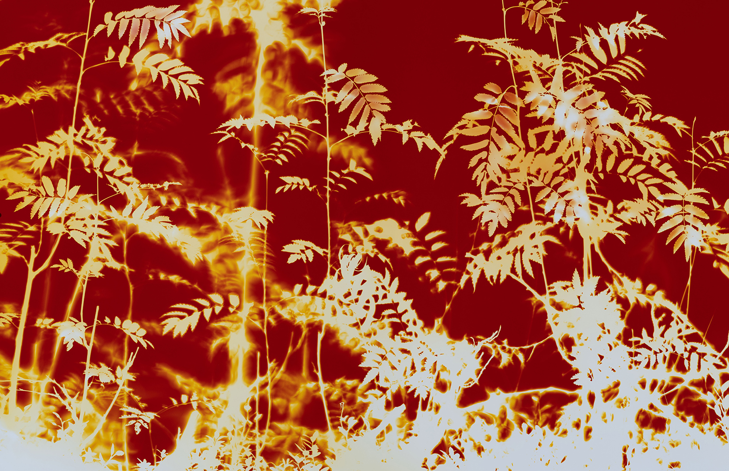 Rönn, fotogram på analogt fotopapper, 110x71 cm