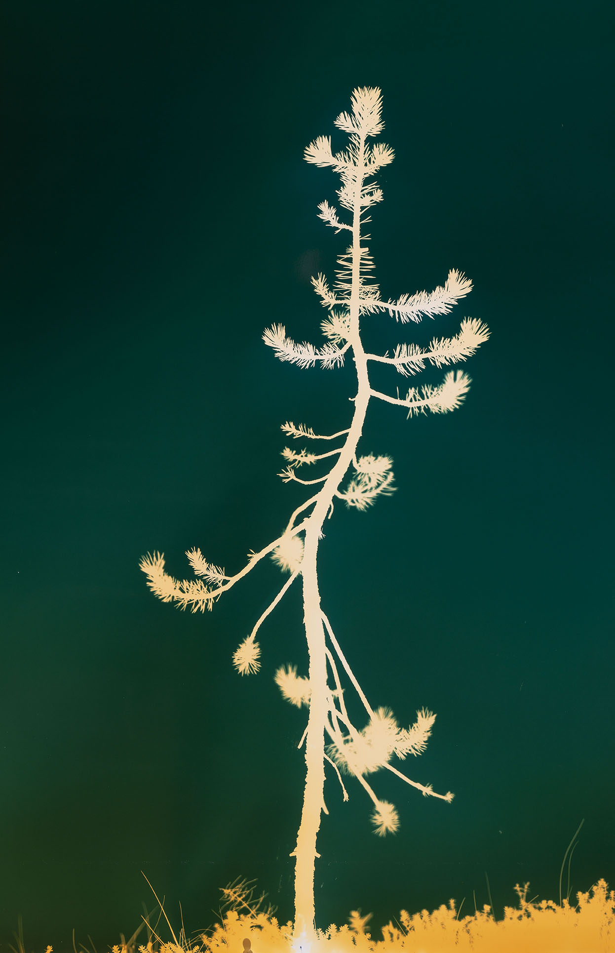 Hendrik Zeitler - Tall, fotogram på analogt fotopapper, 110x71 cm