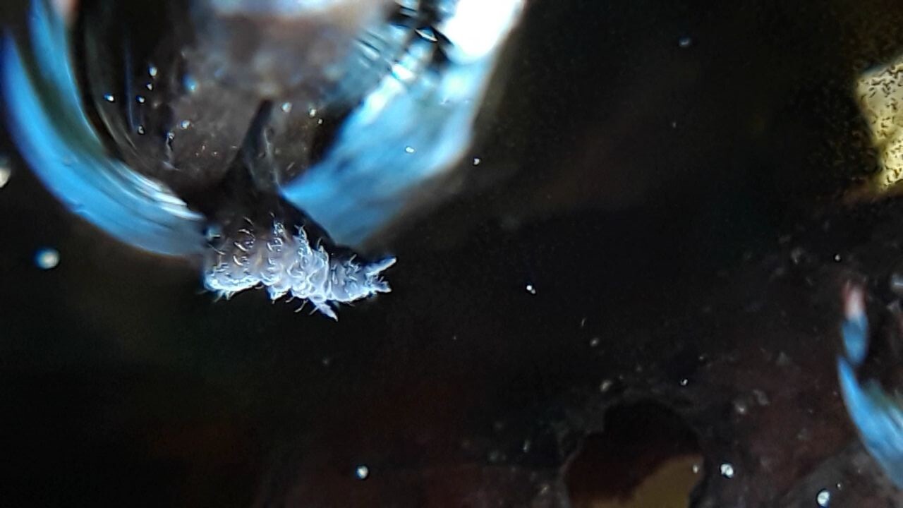 AnnaJ urkiewicz, Silent Partners