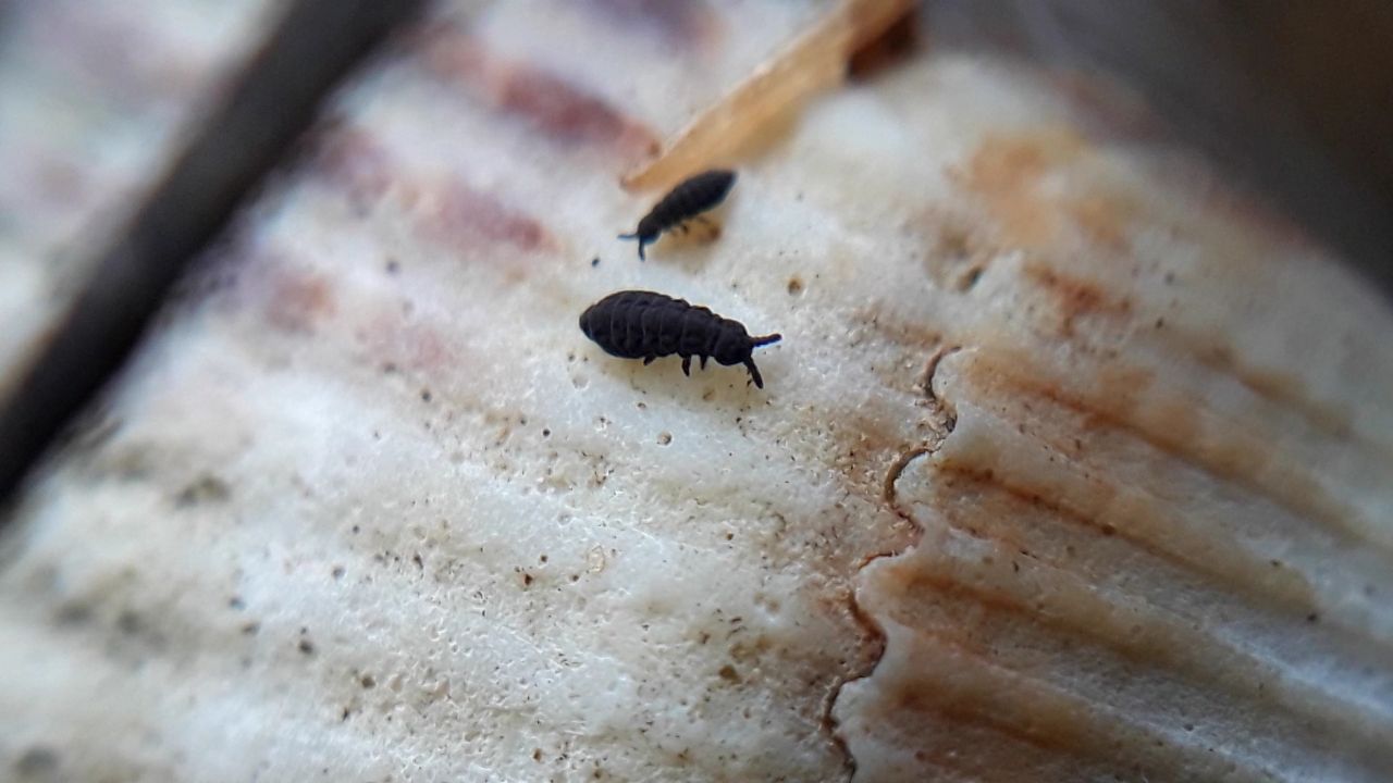 AnnaJ urkiewicz, Silent Partners