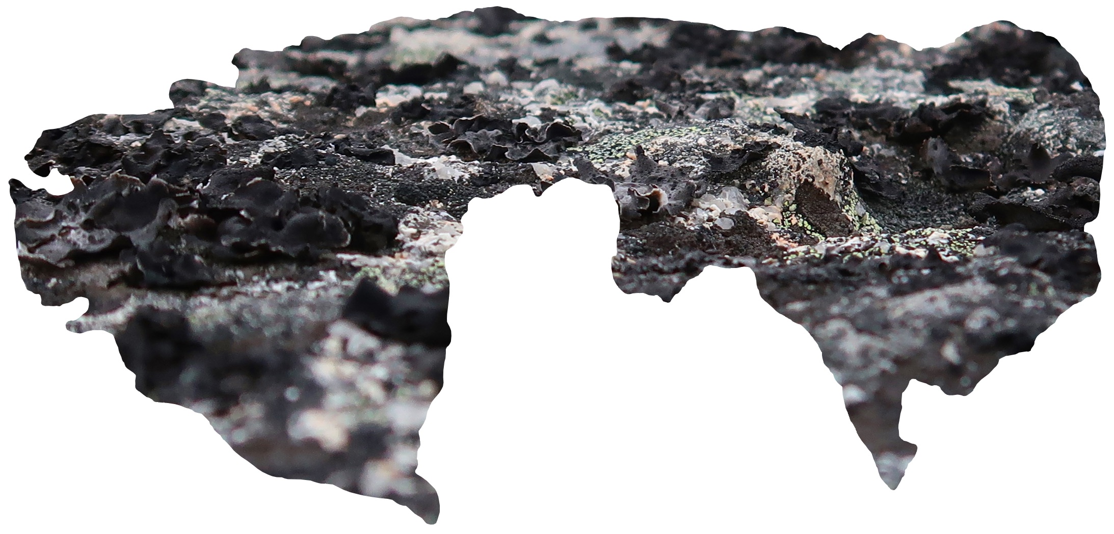 Open Studio - Fei Disbrow