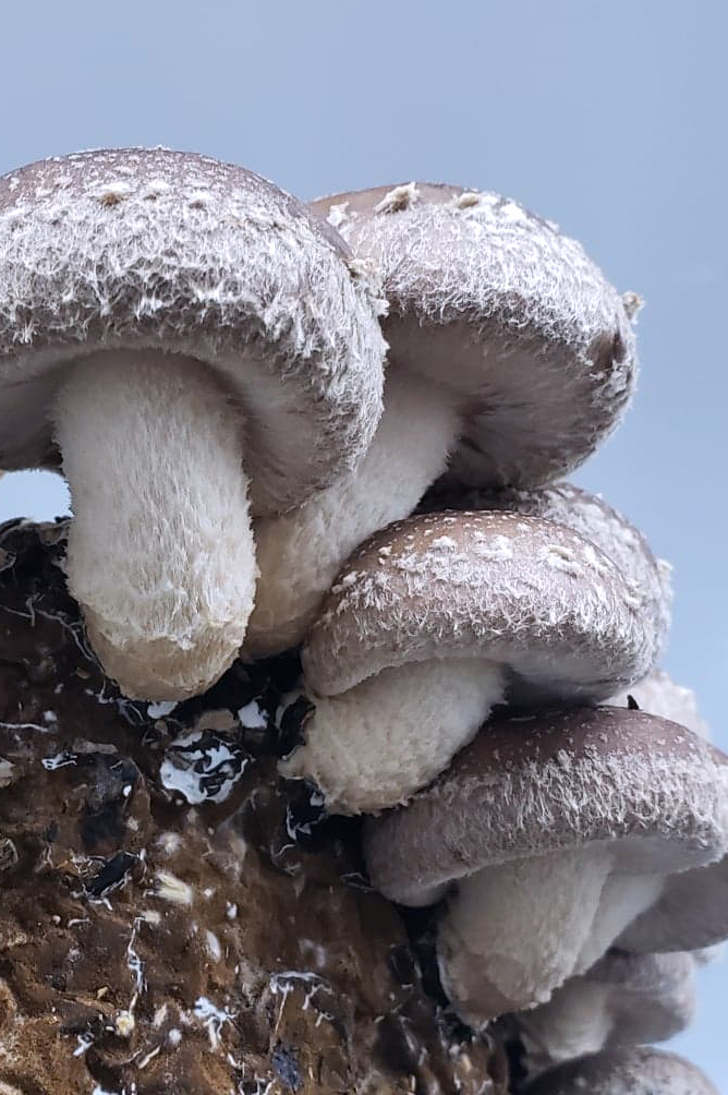 Maria Pita Guerreiro, VITAMIN D, Material: Mycelium Shiitake, 2025