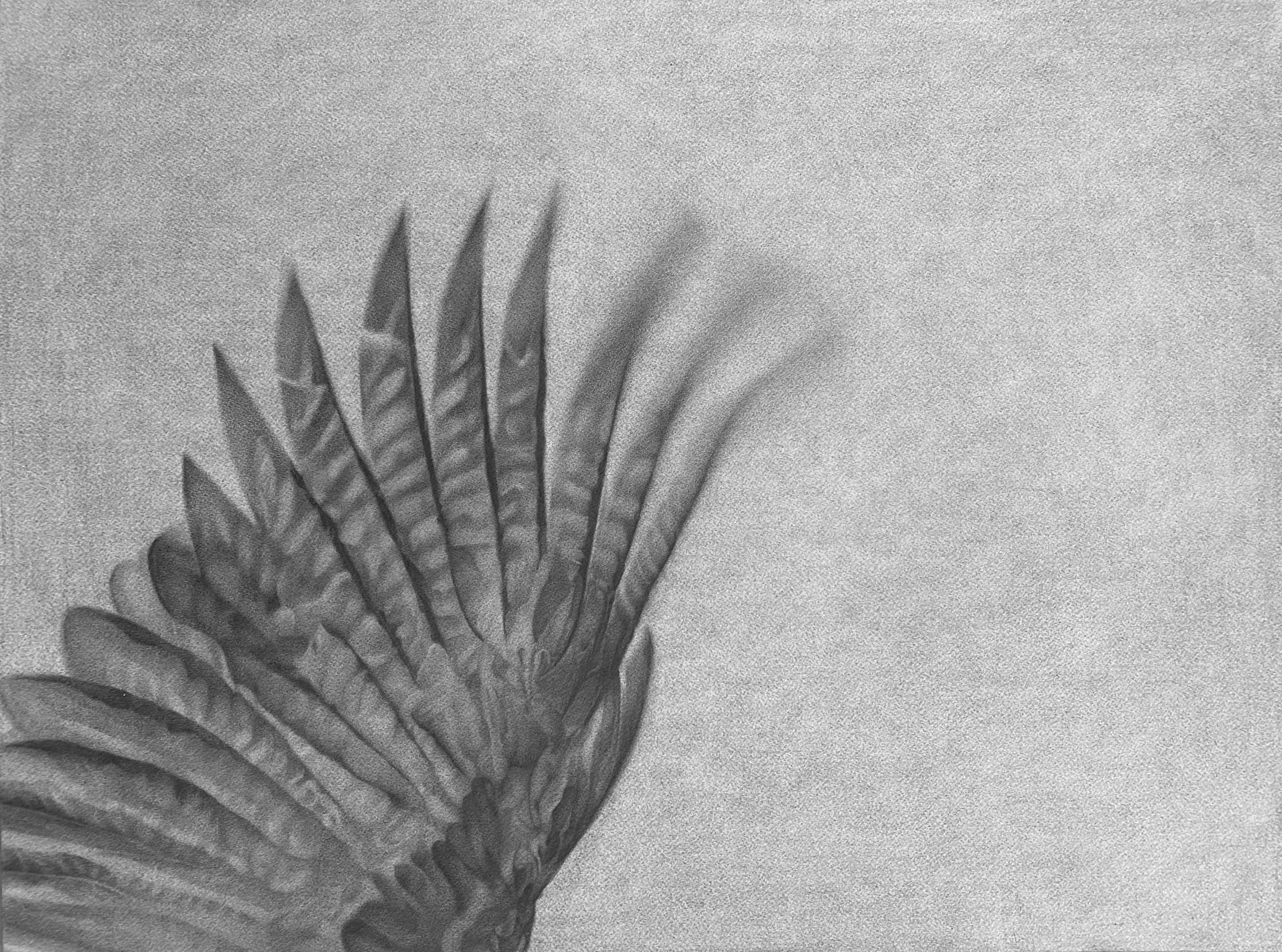 Magnhild Opdøl, One Flew East One Flew West, pencil on aquarelle paper, 49,5 x 64, 5 cm, 2023