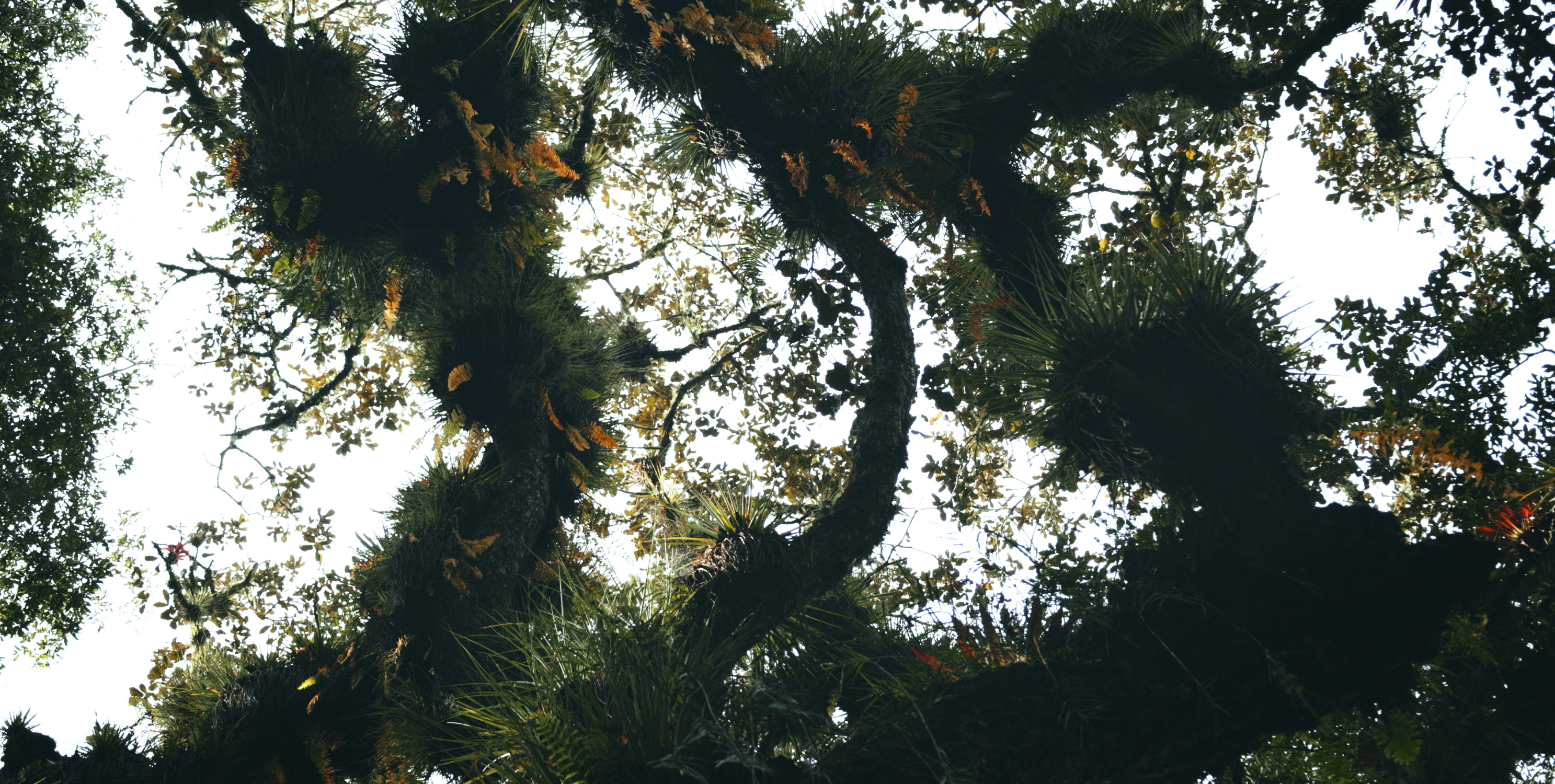 Still Semillas - My Sjöberg